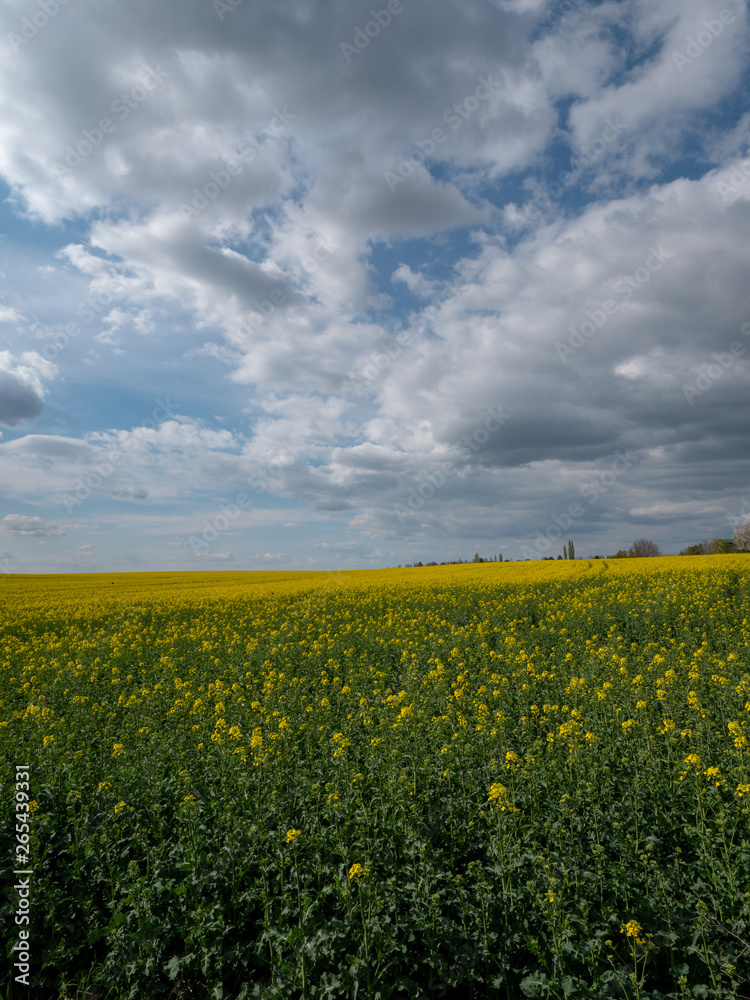 Beautiful landscape of bright yellow rapeseed in spring. Yellow flowers of rapeseed. Blue sky with white clouds over the field.