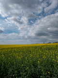 Beautiful landscape of bright yellow rapeseed in spring. Yellow flowers of rapeseed. Blue sky with white clouds over the field.