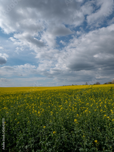 Beautiful landscape of bright yellow rapeseed in spring. Yellow flowers of rapeseed. Blue sky with white clouds over the field. © Peter