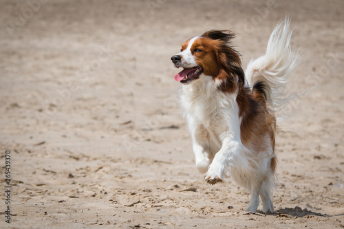 Red and white dog running around