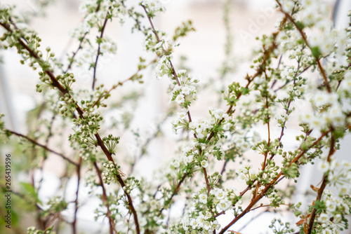 Blooming Spirea  Snow White. Close-up of white spirea blossoms with select focus and blurry background. Flower shop  floristry concept