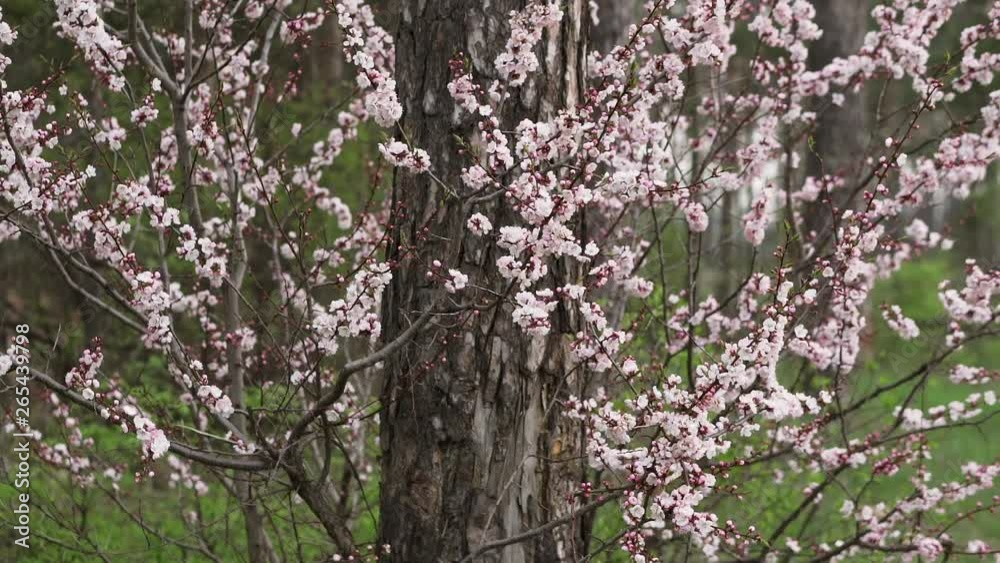 Bushes of wild cherry blossom in the pine forest. Bushes of wild cherry blossom in the pine forest.