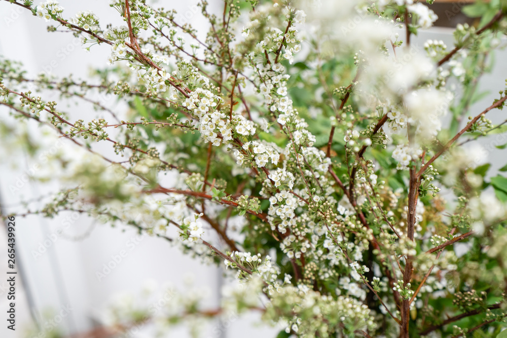 Blooming Spirea, Snow White. Close-up of white spirea blossoms with select focus and blurry background. Flower shop, floristry concept