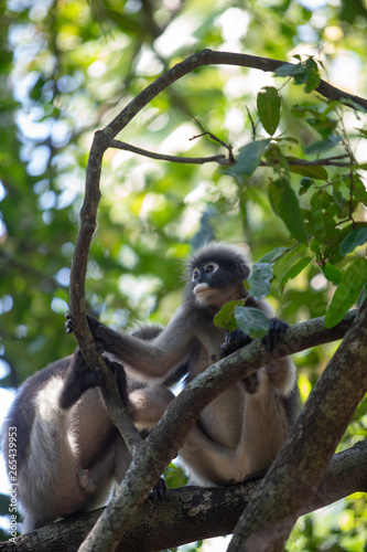 Dusky Langur Monkey sitting on the tree branch in the forest.