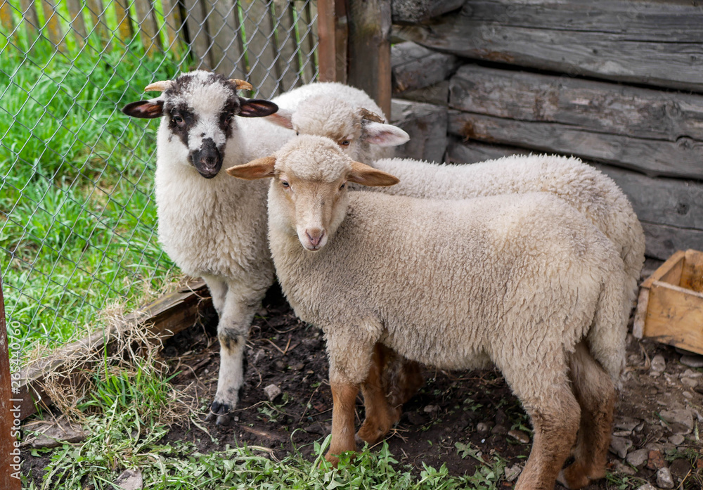 Fototapeta premium Three young lambs looking in to the camera at local farm.