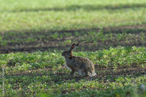 Portrait of brown hare wildlife on the meadow field © Pavol Klimek