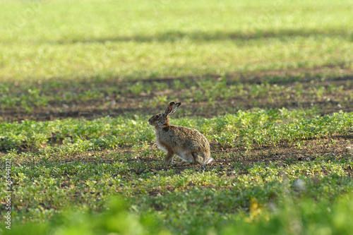 Wild brown hare runs along a farm meadow in the spring © Pavol Klimek
