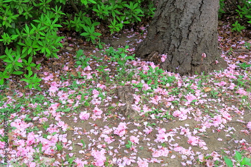 桜の木と植え込みと八重桜の落花風景 photo