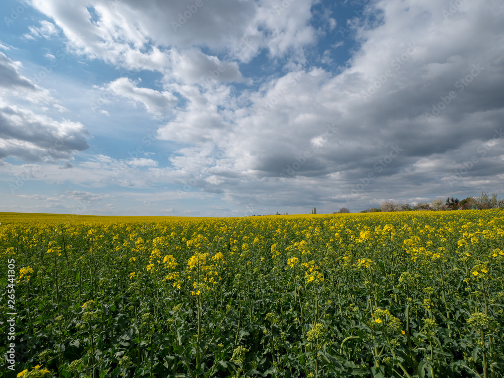 Beautiful landscape of bright yellow rapeseed in spring. Yellow flowers of rapeseed. Blue sky with white clouds over the field.