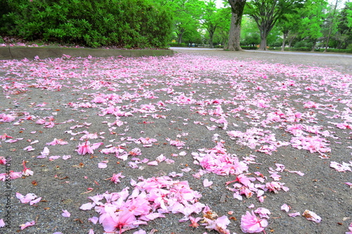 公園の植え込みと八重桜の落花風景 photo