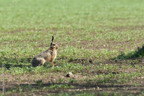 Brown hare eats spring grass on the meadow © Pavol Klimek