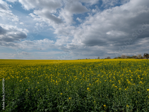 Beautiful landscape of bright yellow rapeseed in spring. Yellow flowers of rapeseed. Blue sky with white clouds over the field. © Peter