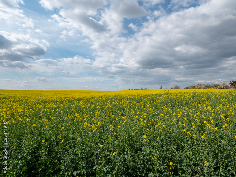 Beautiful landscape of bright yellow rapeseed in spring. Yellow flowers of rapeseed. Blue sky with white clouds over the field. Beautiful landscape of bright yellow rapeseed in spring. Yellow flowers of rapeseed. Blue sky with white clouds over the field.