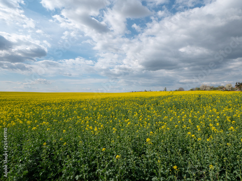 Beautiful landscape of bright yellow rapeseed in spring. Yellow flowers of rapeseed. Blue sky with white clouds over the field. © Peter