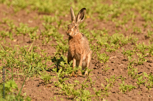 Portrait of brown hare wildlife on the meadow field