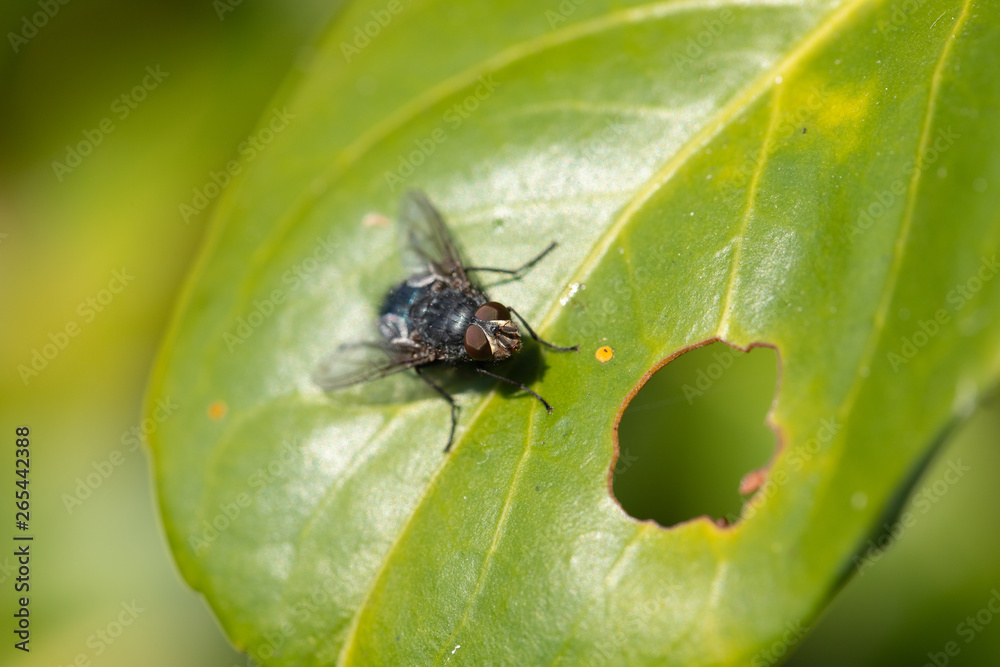 Fototapeta premium fly on leaf 3