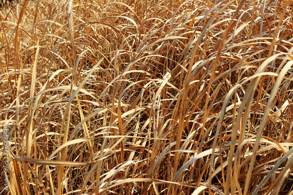 Fototapeta premium Close-up photo of golden grass as background material