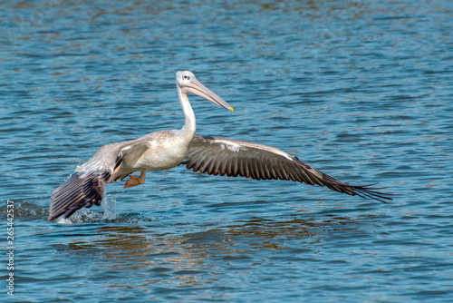 Great white pelican taking flight - river in Africa - The Gambia