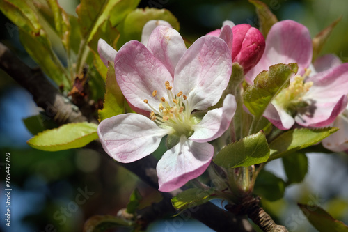 Apple blossom bloom in close up.