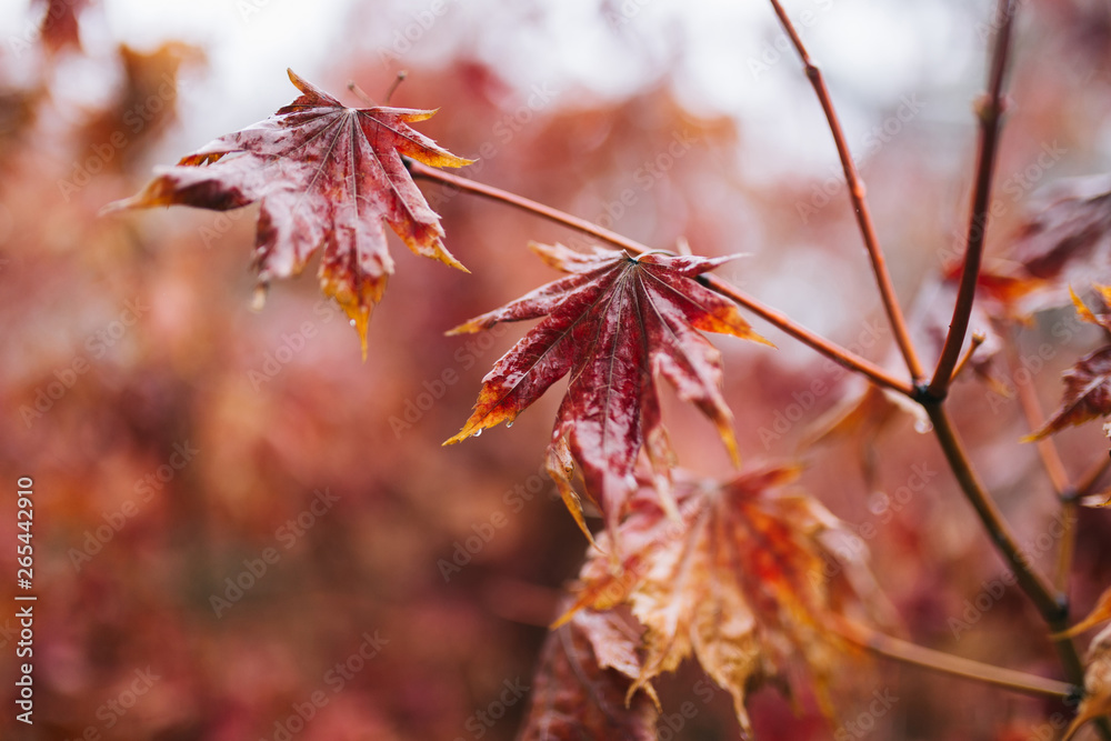 close up red maple leaves and branch with rain water drops on it. Rain during winter in South Korea close up red maple leaves and branch with rain water drops on it. Rain during winter in South Korea