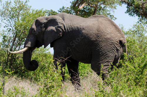 El  phant d Afrique  Loxodonta africana  Parc national Kruger  Afrique du Sud