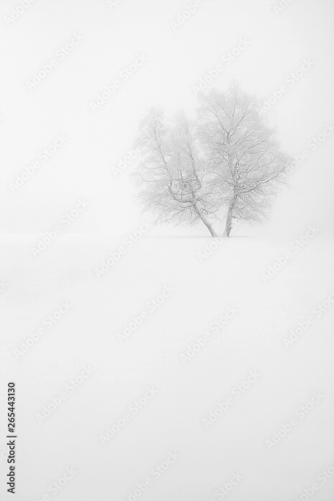 Fototapeta Isolated Tree in the snow