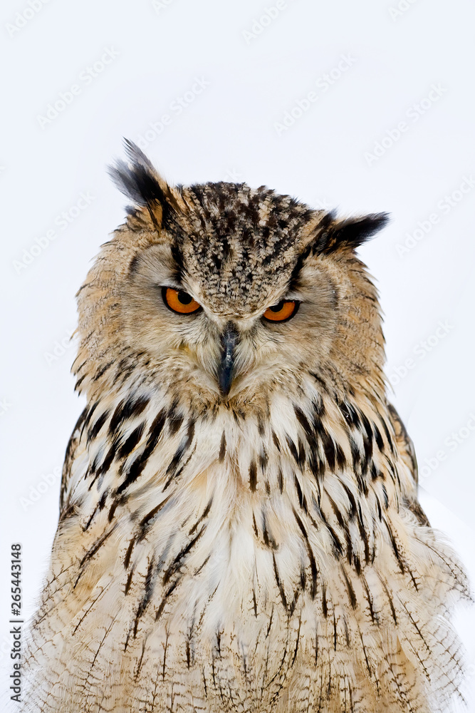 Naklejka premium portrait of an eurasian eagle owl