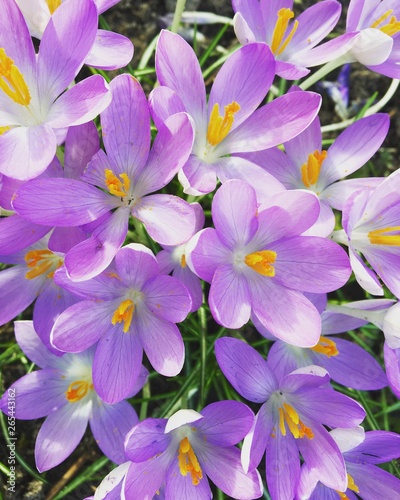 Purple crocus in spring time