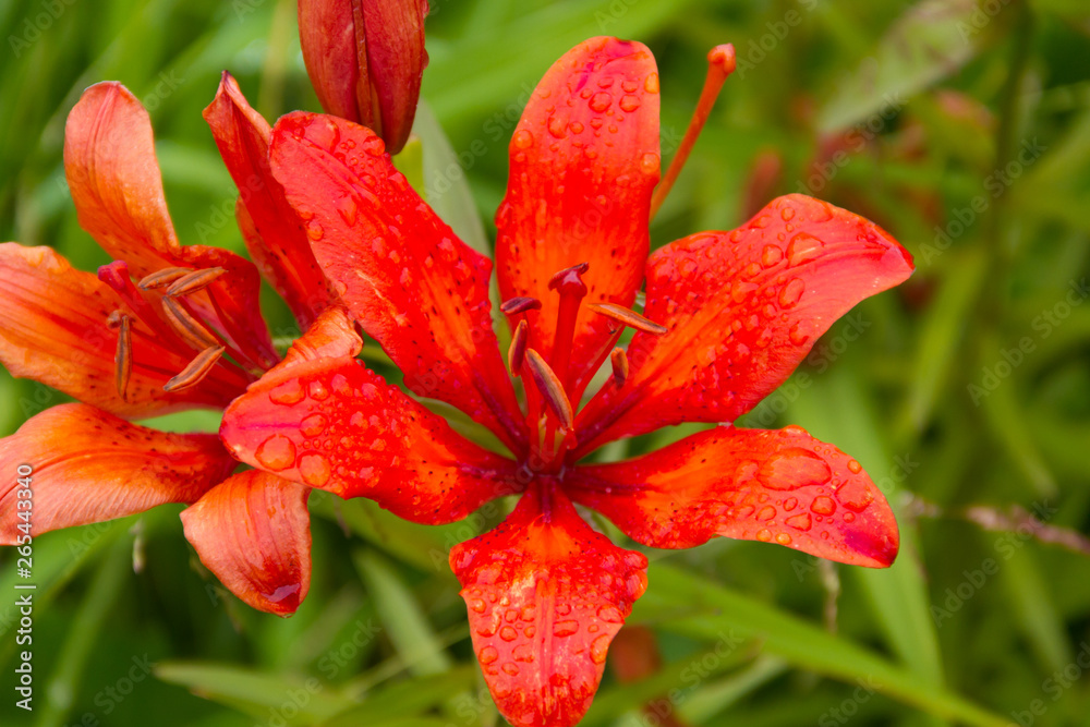 Daylilies covered with drops of warm summer rain Daylilies covered with drops of warm summer rain