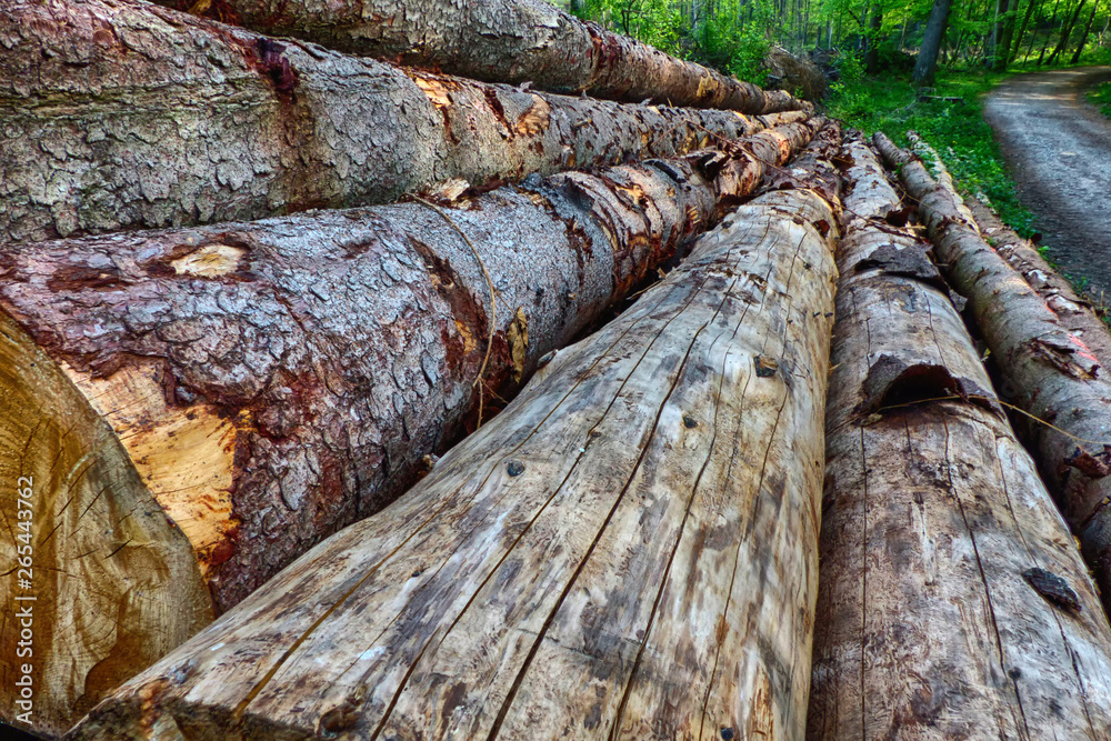 Baumstämme an einem Waldweg Baumstämme an einem Waldweg