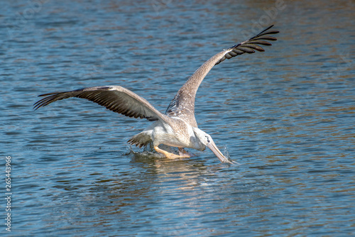 Great white pelican taking flight - river in Africa - The Gambia © mirecca