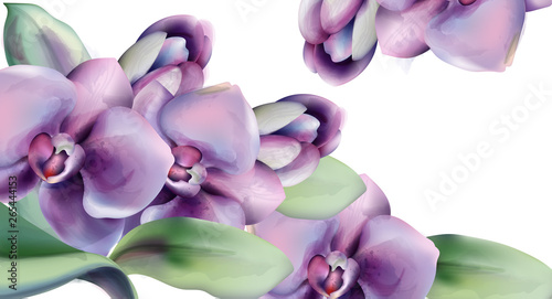 Orchid flowers Vector watercolor frame. Spring season background. Wedding cer...