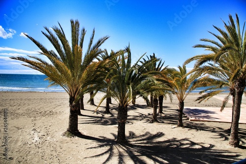 Oasis of palm trees on the beach in southern Spain
