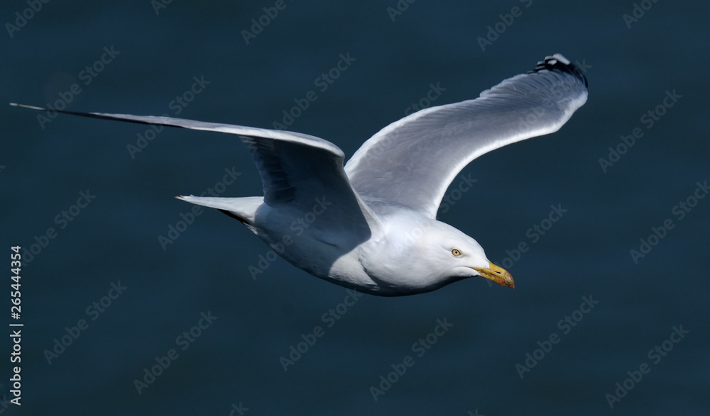 Kittiwake flying over Bempton cliffs, east Yorkshire. UK. Kittiwake flying over Bempton cliffs, east Yorkshire. UK.