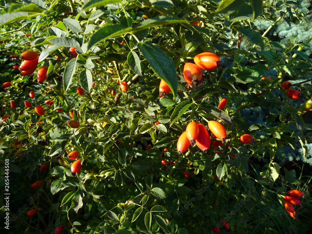 Ein Hagebuttenstrauch mit vielen roten Früchten