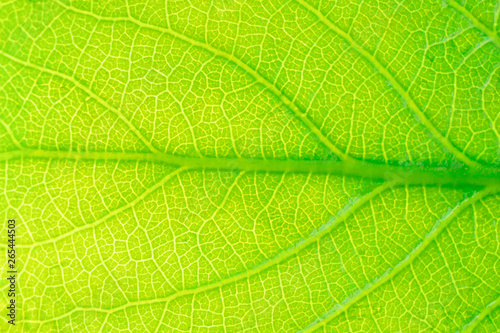 Leaf poplar closeup. Background image, macro, concept spring, summer.