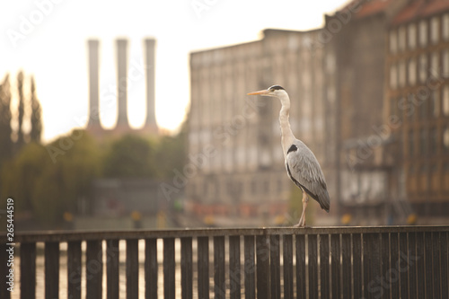 Photography a gray heron standing on an embankment railing somewhere in the city; buildings