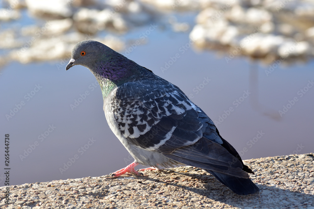 Fototapeta premium Pigeon closeup on a sunny day on the background of ice drift on the river