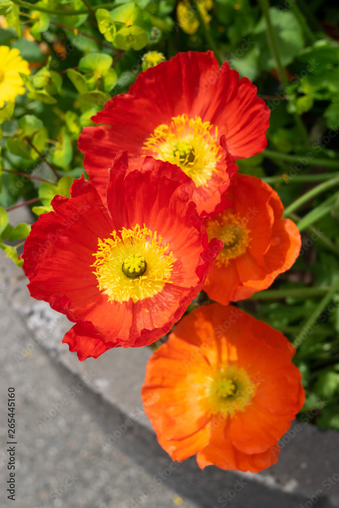 Red poppies in the garden