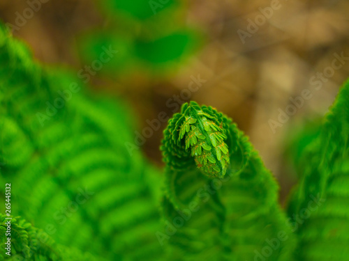 Bright green fern macro