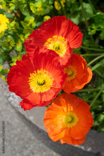 Red poppies in the garden