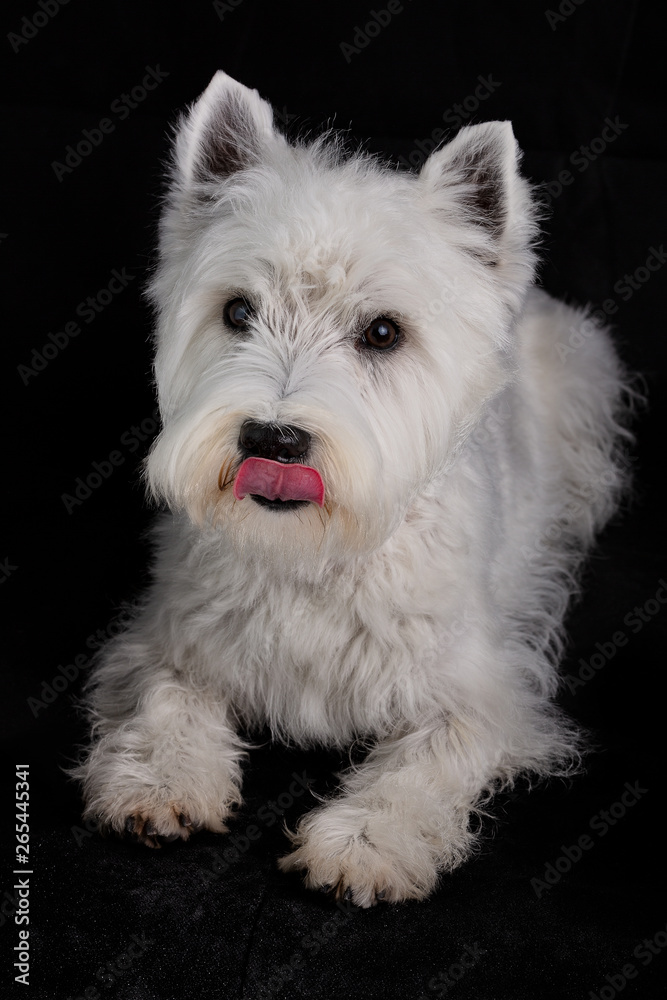 west highland white terrier west highland white terrier