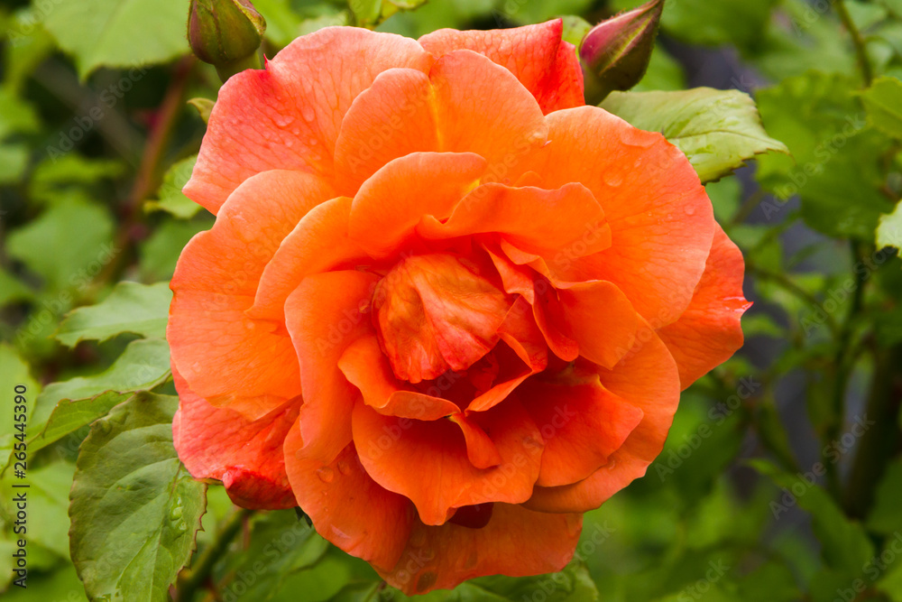Orange rose 'Westerland' in summer garden