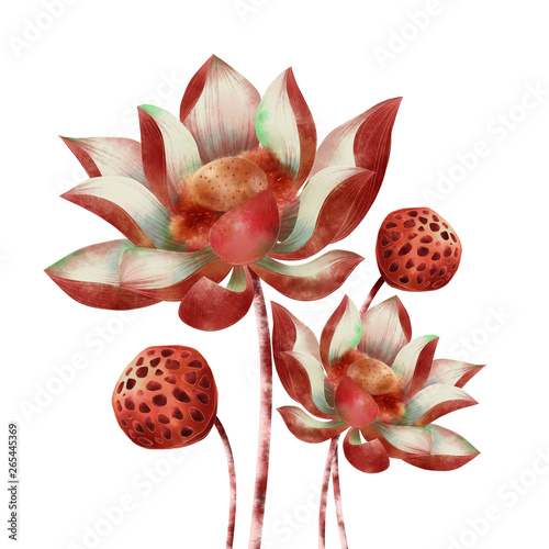 Fototapeta Naklejka Na Ścianę i Meble -  Crimson Lotus Water lily Flower