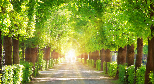 Beautiful park around Schonbrunn palace in Vienna, Austria photo