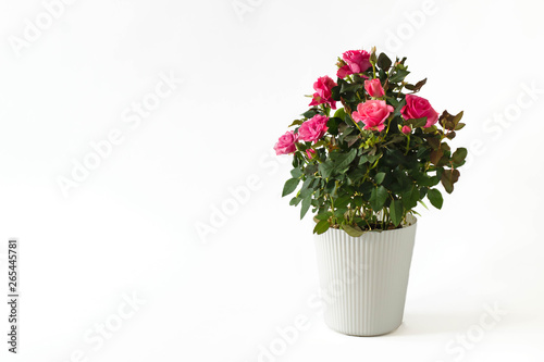 Fototapeta Naklejka Na Ścianę i Meble -  Natural roses in a pot on a white background.