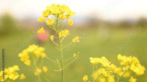 Rapeseed swaying in the wind