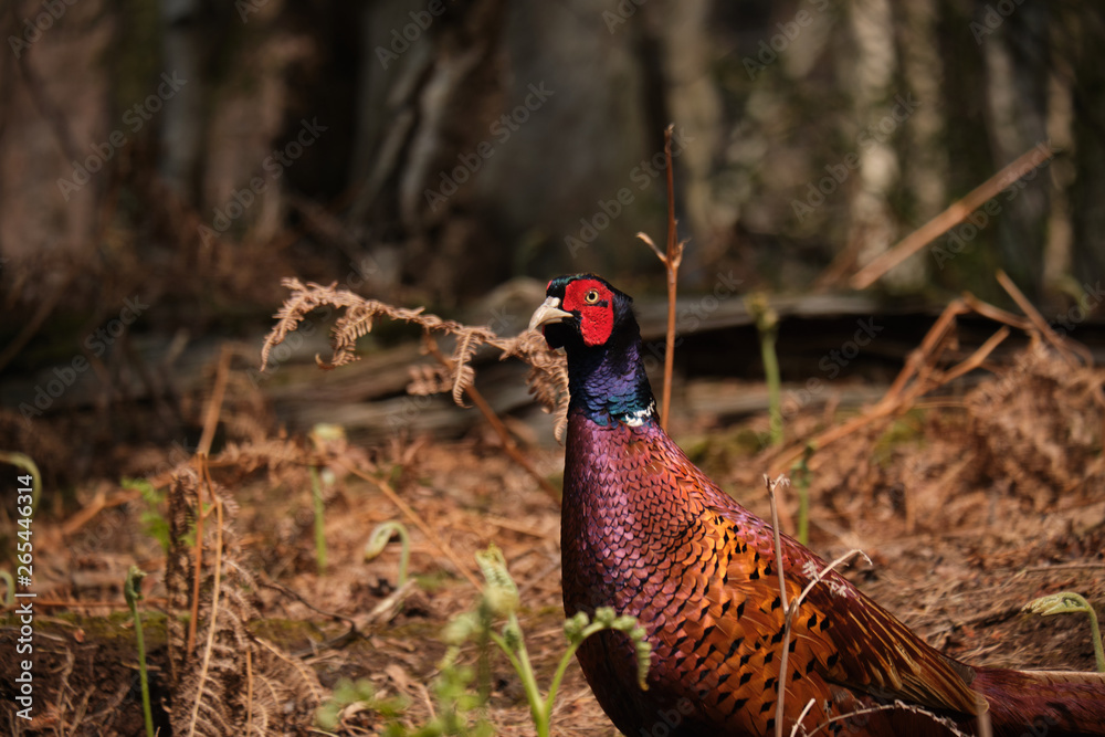 Fototapeta premium Pheasant 1