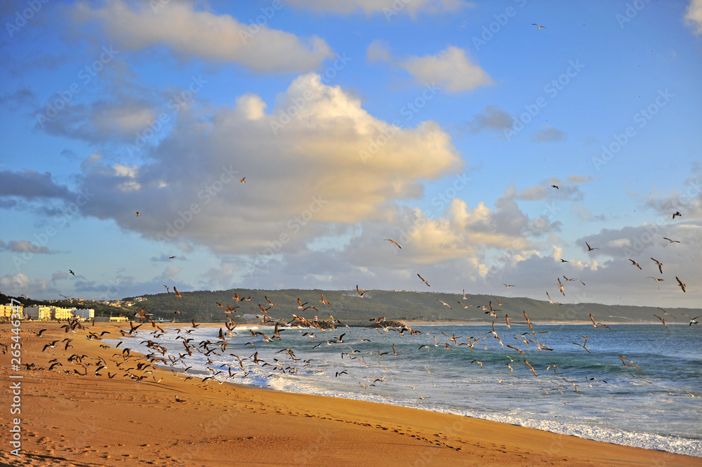 Seagulls on the beach of Nazare resort