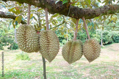 Durian is in the yield phase. In the fruit orchard, Chanthaburi Province, Thailand © SIMONE